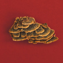 Load image into Gallery viewer, TURKEY TAIL HONEY PEARLS-1
