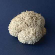 Load image into Gallery viewer, LIONS MANE HONEY PEARLS-1
